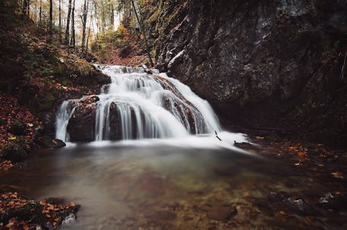 Water Falls in the Forest