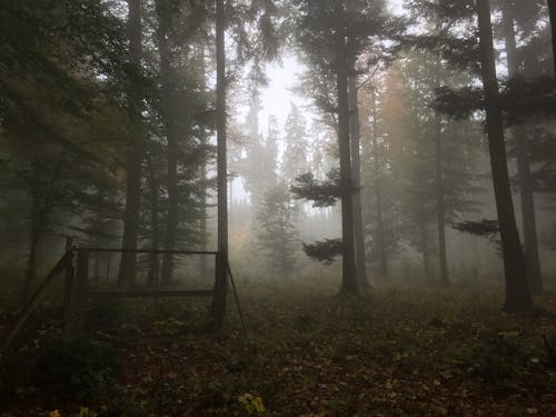 Foto stok gratis berkabut, cemara, hutan