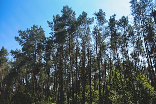 Free Forest Stock Photo
