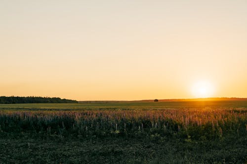 Free A Brown and Green Grass Field During Sunset Stock Photo