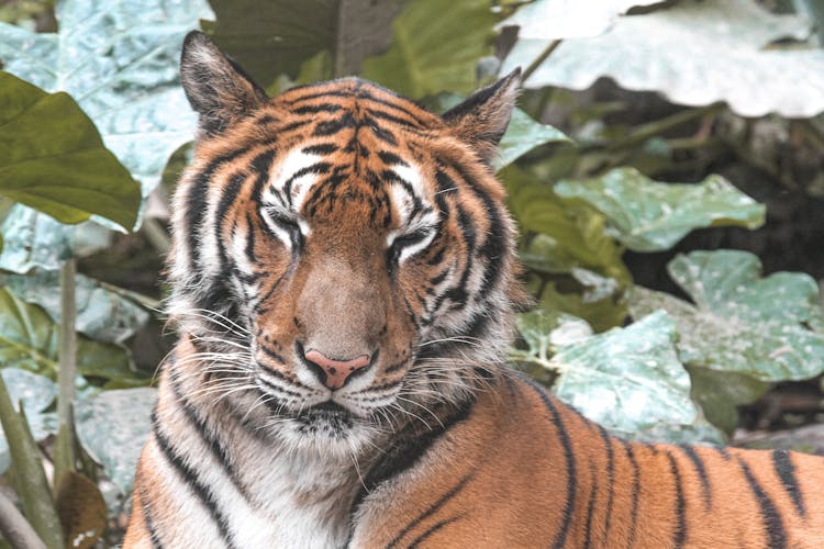 Strong Tiger Resting Near Green Plants In Zoo