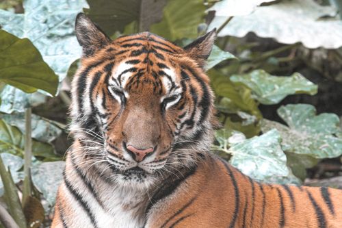Free Powerful tiger with striped ornament on coat against lush plants in zoological garden on sunny day Stock Photo
