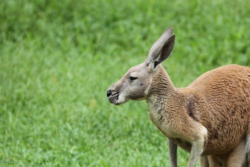 คลังภาพถ่ายฟรี ของ macropodidae, กลางวัน, กลางแจ้ง