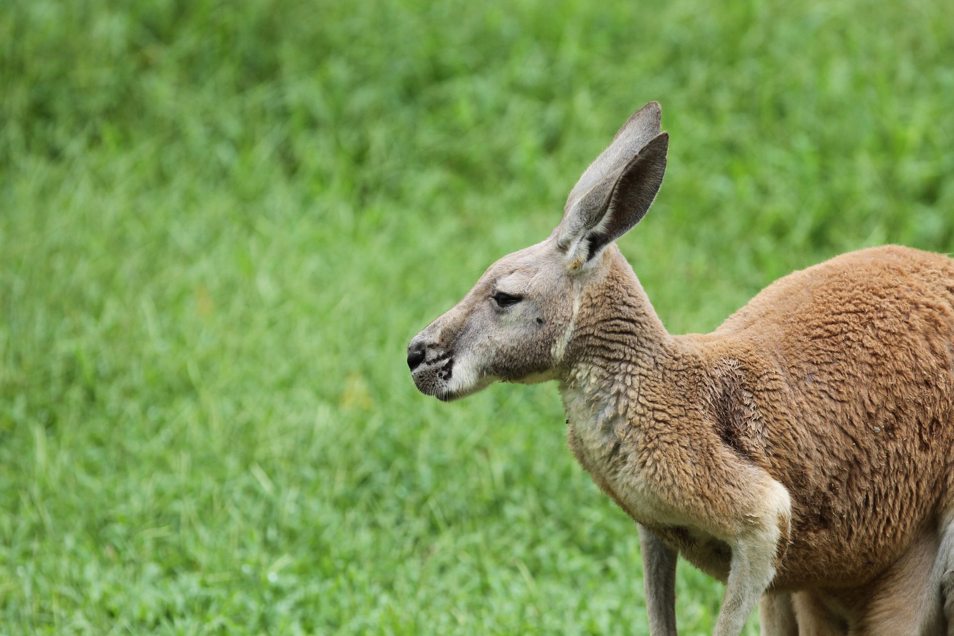 Kangaroo with brown fur and long ears on colorful lawn in zoological garden in summer