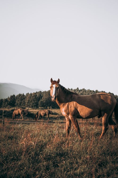 Free A brown horse stands elegantly in a lush green meadow with distant mountains and trees. Stock Photo