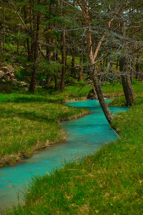 Kostnadsfria Kostnadsfri bild av flödande vatten, gräs, natur Stock foto