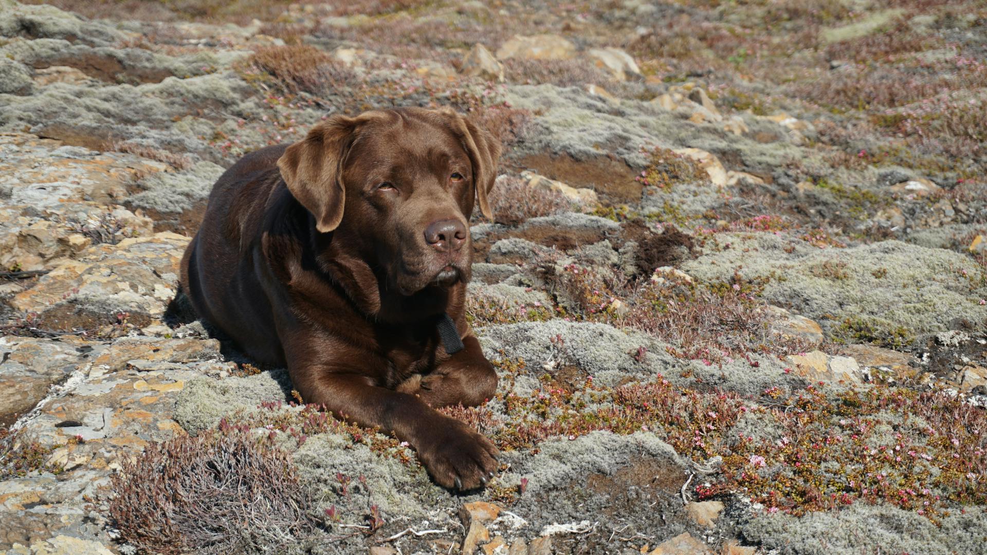 Photo of a Brown Labrador