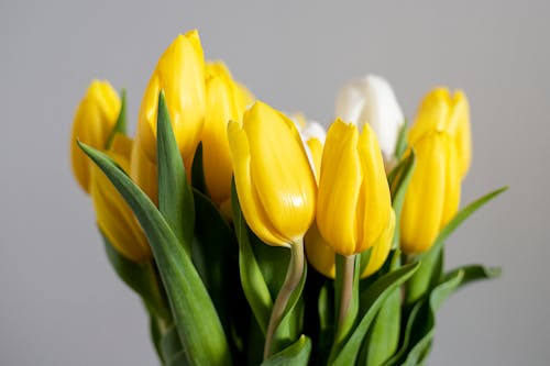 A Yellow Tulips in Full Bloom