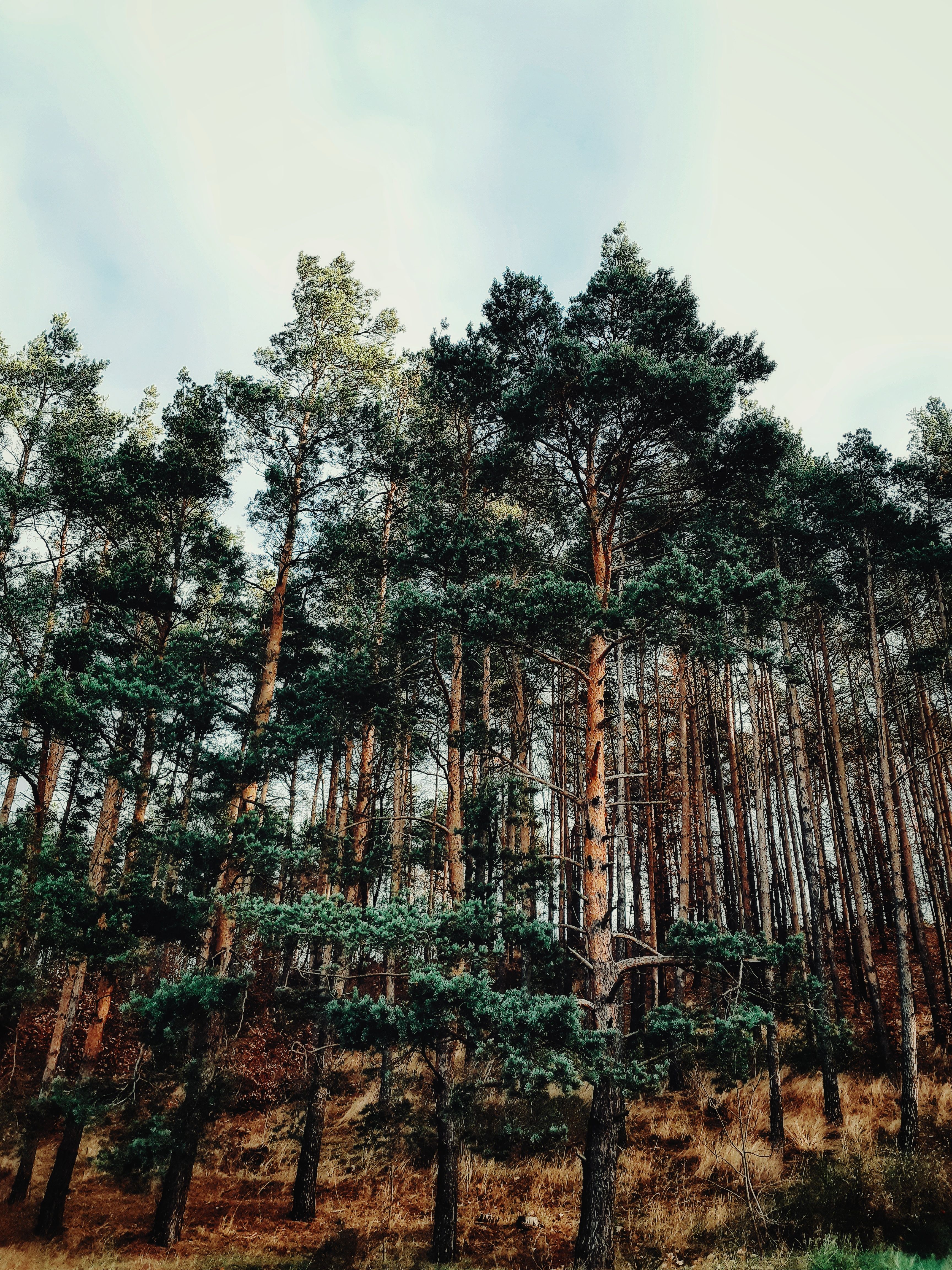 A Green Trees in the Forest Under the Cloudy Sky · Free Stock Photo