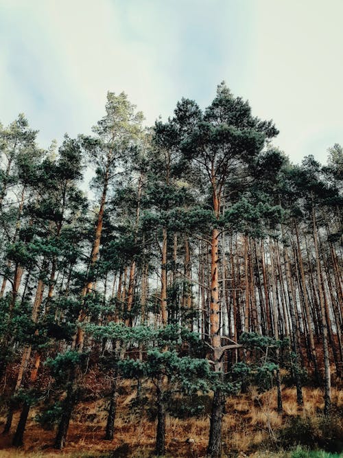 A Green Trees in the Forest Under the Cloudy Sky