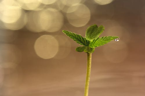 Free Green Leaf With Water Droplet Stock Photo