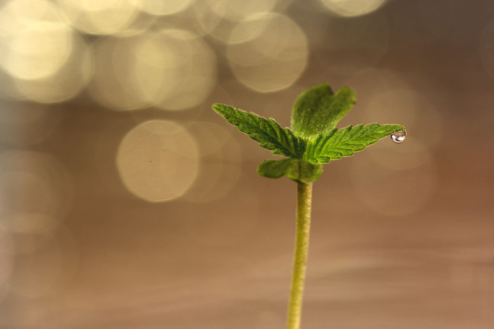 How to Plant Cannabis Seeds for Beginners