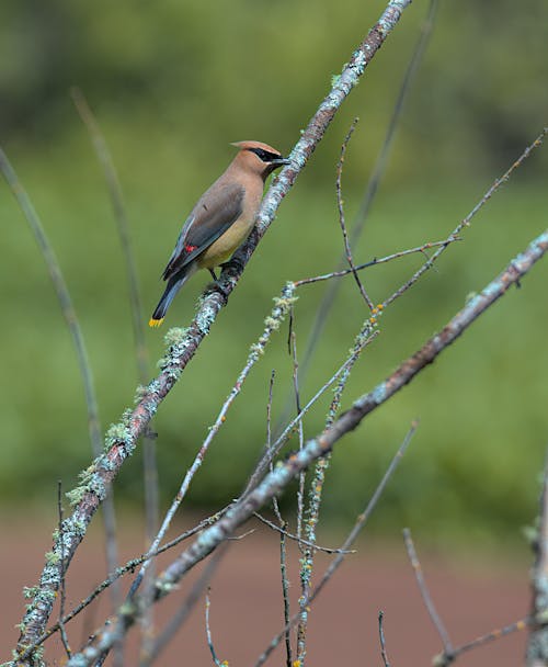 A Bird Perched on a Tree Branch