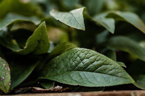 A Close-up Shot of Dark Green Leaves