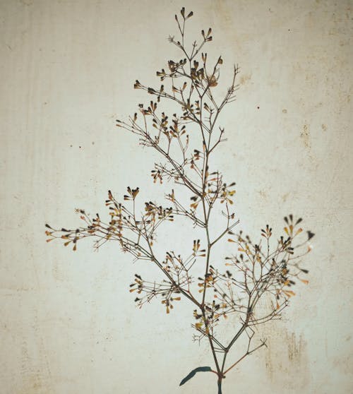 Foto stok gratis alam, bunga, dinding