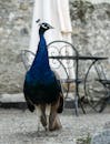 Beautiful Peacock Standing on Street