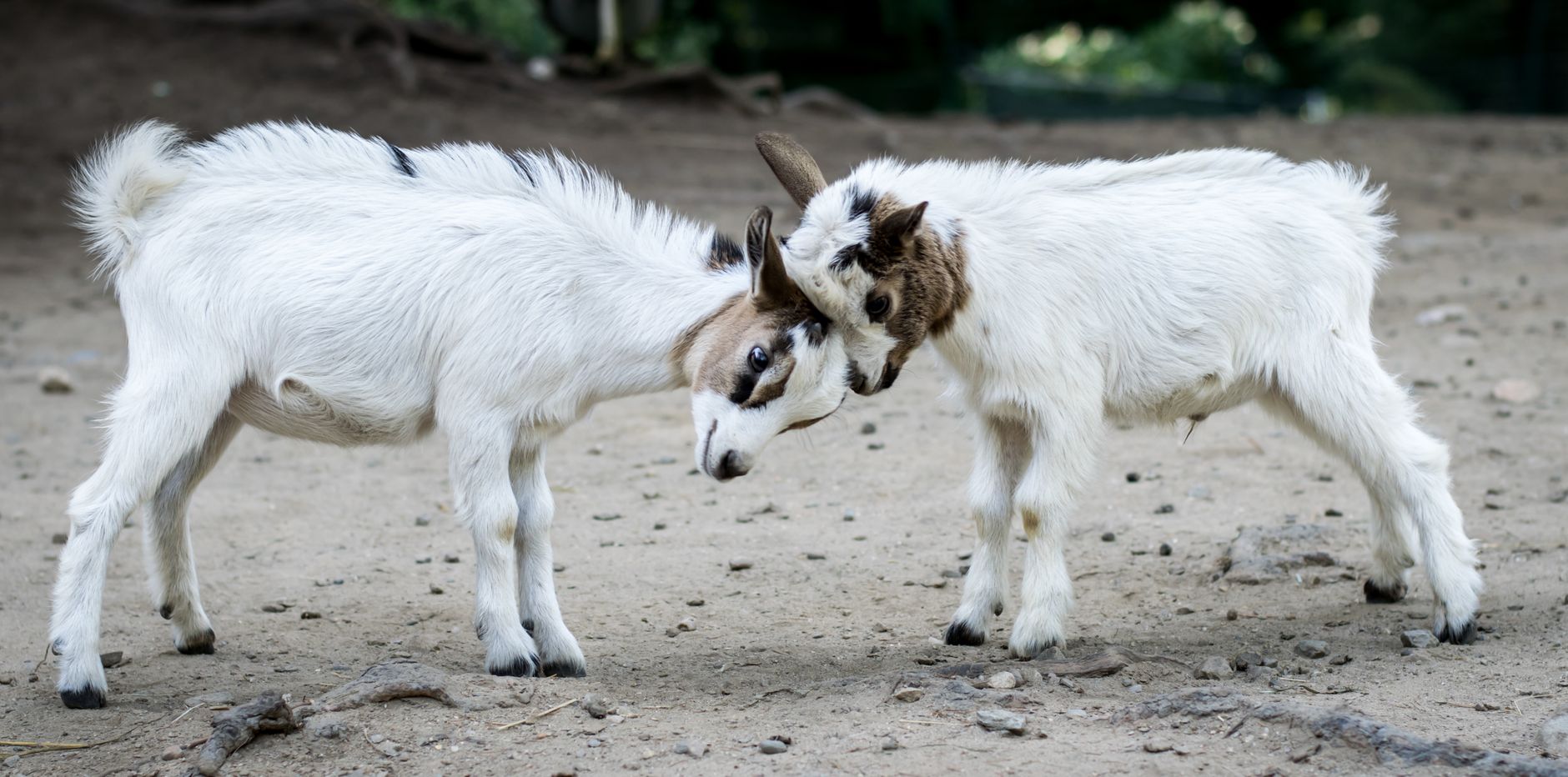 Stanley Pond Adventure Farm