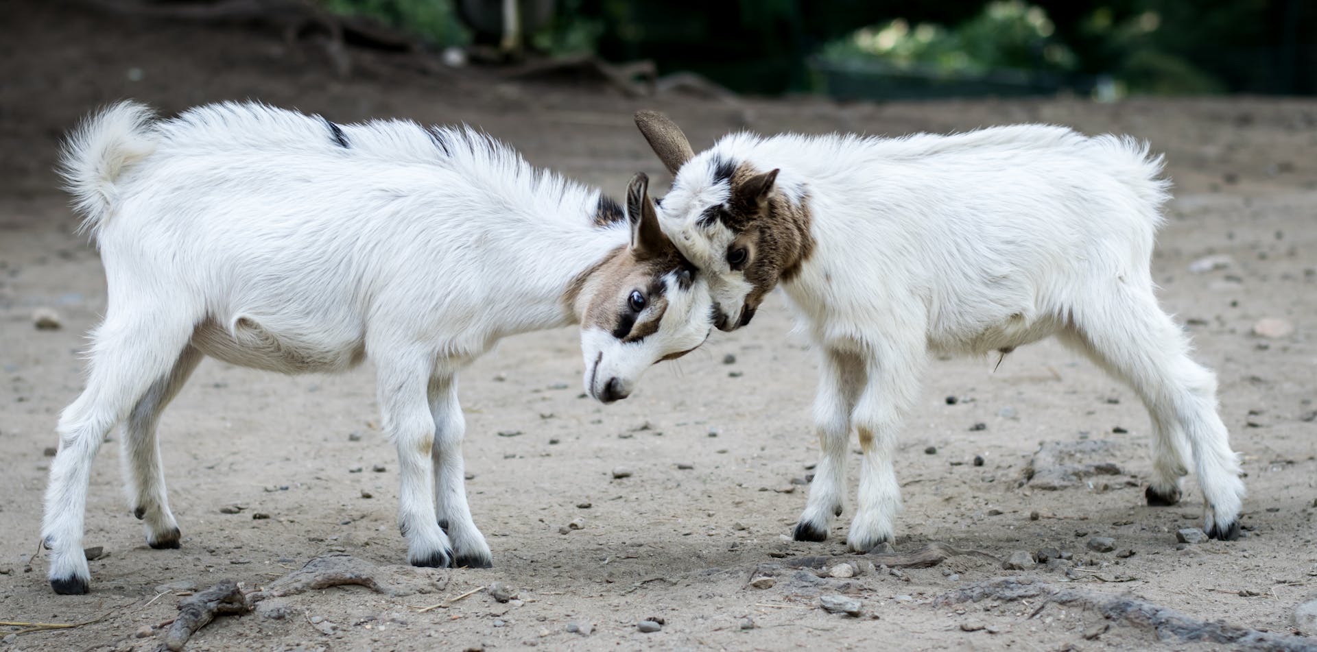 Two cute baby goats playing together outdoors, showcasing adorable animal behavior.