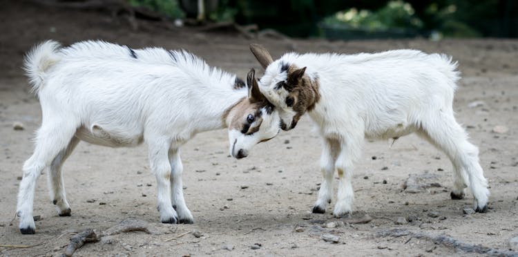 Two Baby Goats 