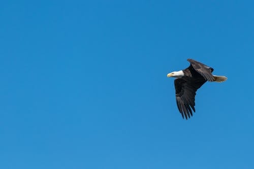 Bald Eagle Flying Under Blue Sky during Daytime