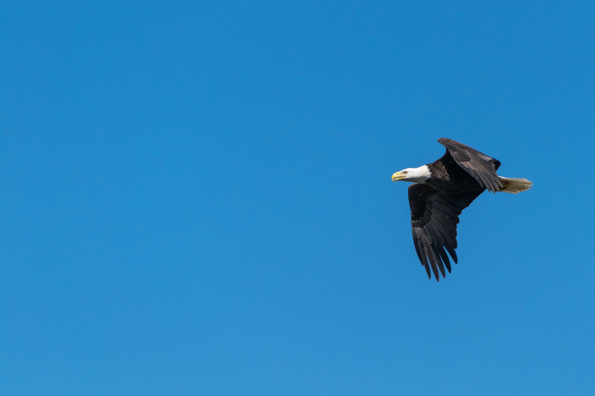 A stunning bald eagle in flight with its wings spread wide against a clear blue sky.