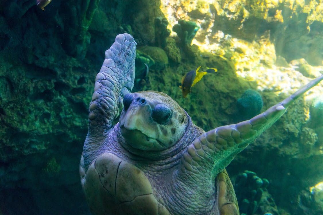 Fotobanka s bezplatnými fotkami na tému korytnačka, korytnačka pod vodou, more