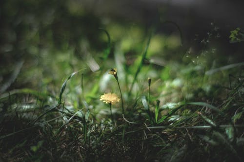 Small blossoming dandelion on thin stem growing in grassy glade in natural environment