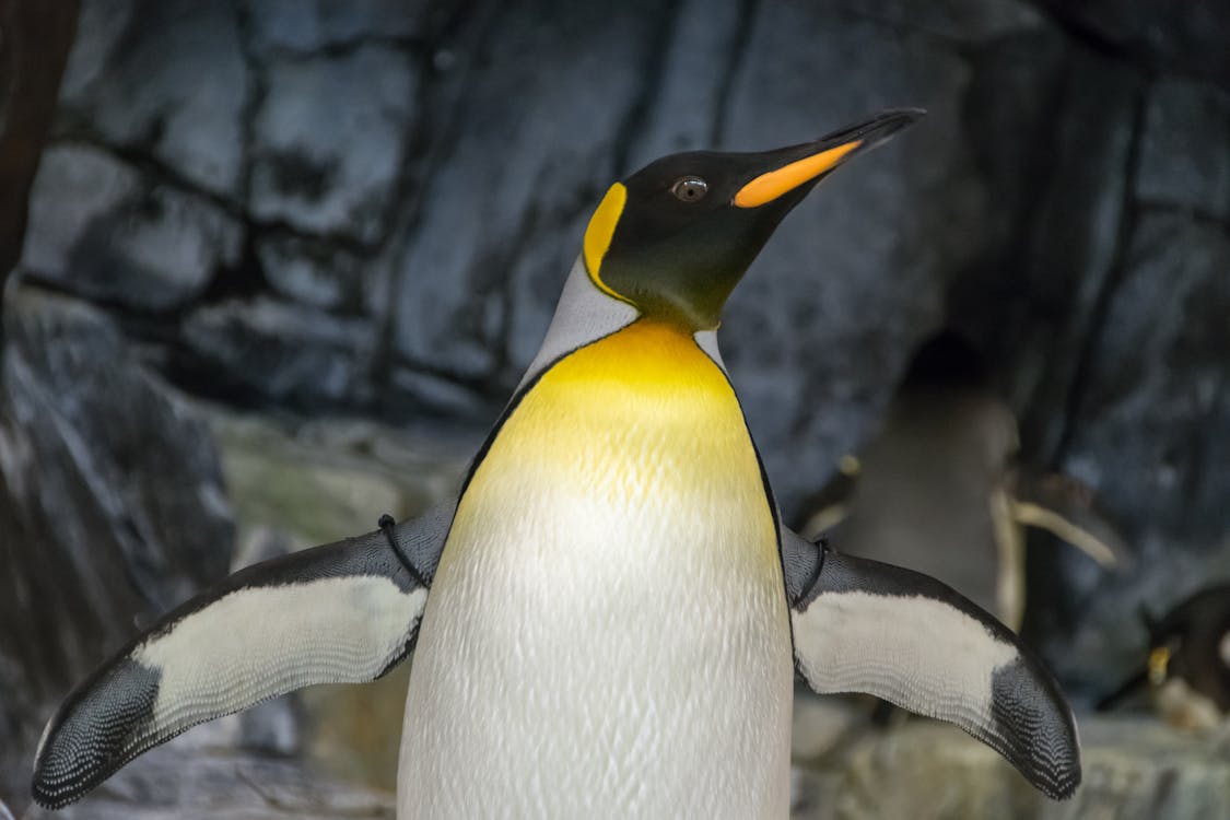 Emperor Penguin With Wings Sapread