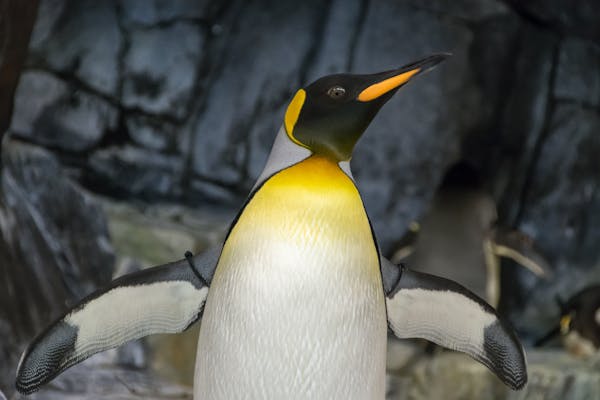 Emperor Penguin