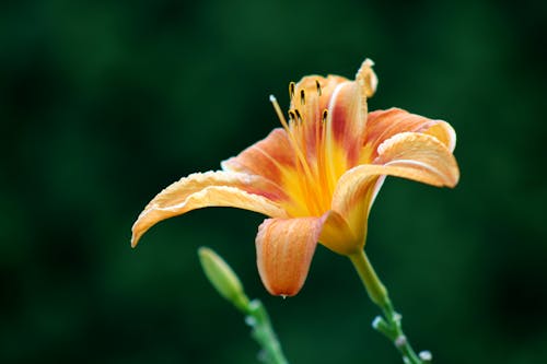 Free Close-Up Shot of an Orange Lily in Bloom Stock Photo