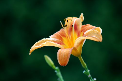 Free Close-up of a vibrant orange daylily with delicate petals on a blurred green background. Stock Photo