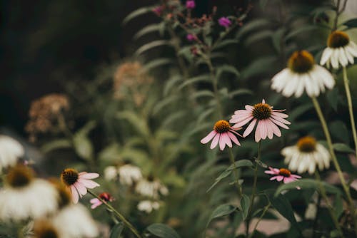 Free Close-Up Shot of Daisies in Bloom Stock Photo