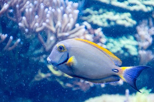 Grey and Yellow Salt Fish