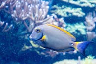 在充满活力的珊瑚礁水下场景中，一条生动的唐鱼优雅地游动，展示着海洋生物之美