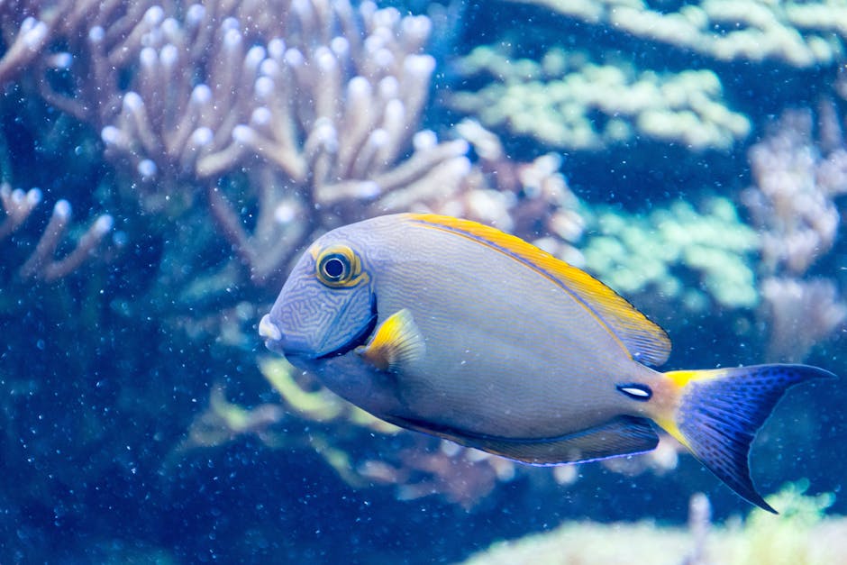 Grey and Yellow Salt Fish