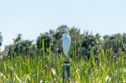 Free White and Yellow Bird on Pole Beside Grasses during Daytime Stock Photo