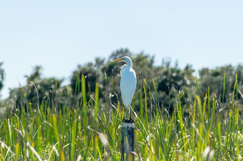 Foto profissional grátis de animais selvagens, animal, área