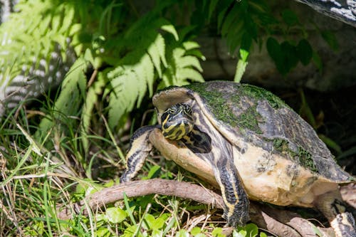 Free Brown Turtle on Green Grass Stock Photo