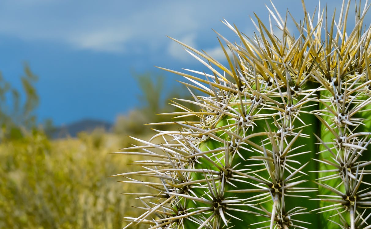 Fotobanka s bezplatnými fotkami na tému kaktus, ostrý, príroda