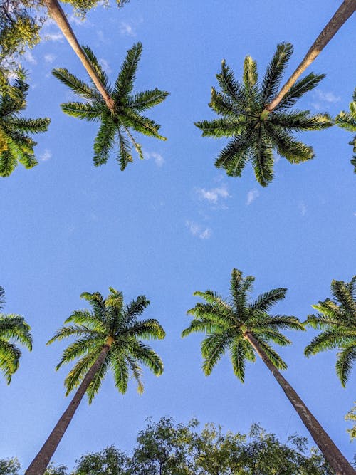 Kostnadsfri bild av kokospalmer, lågvinkelskott, natur