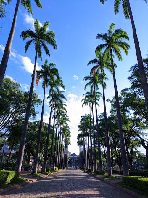 Fotos de stock gratuitas de bosque, carretera, cielo azul