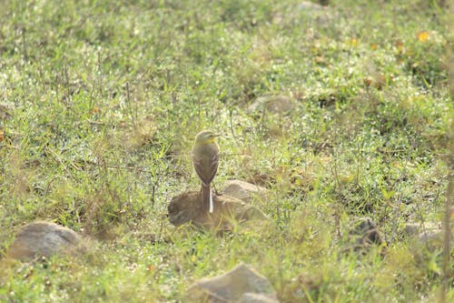 Foto d'estoc gratuïta de au, observació d'aus, ocell indi