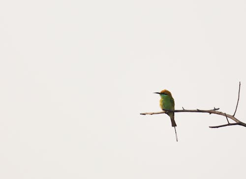 印度鳥, 綠色食蜂鳥, 觀鳥 的 免費圖庫相片