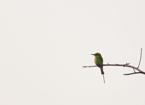 Free stock photo of bee eater, bird, birding Stock Photo