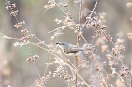 印度鳥, 棲息, 燕雀 的 免費圖庫相片