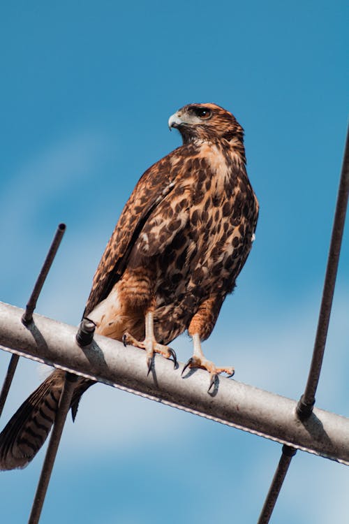 Close-Up Shot of a Hawk Perched on a Metal Rod