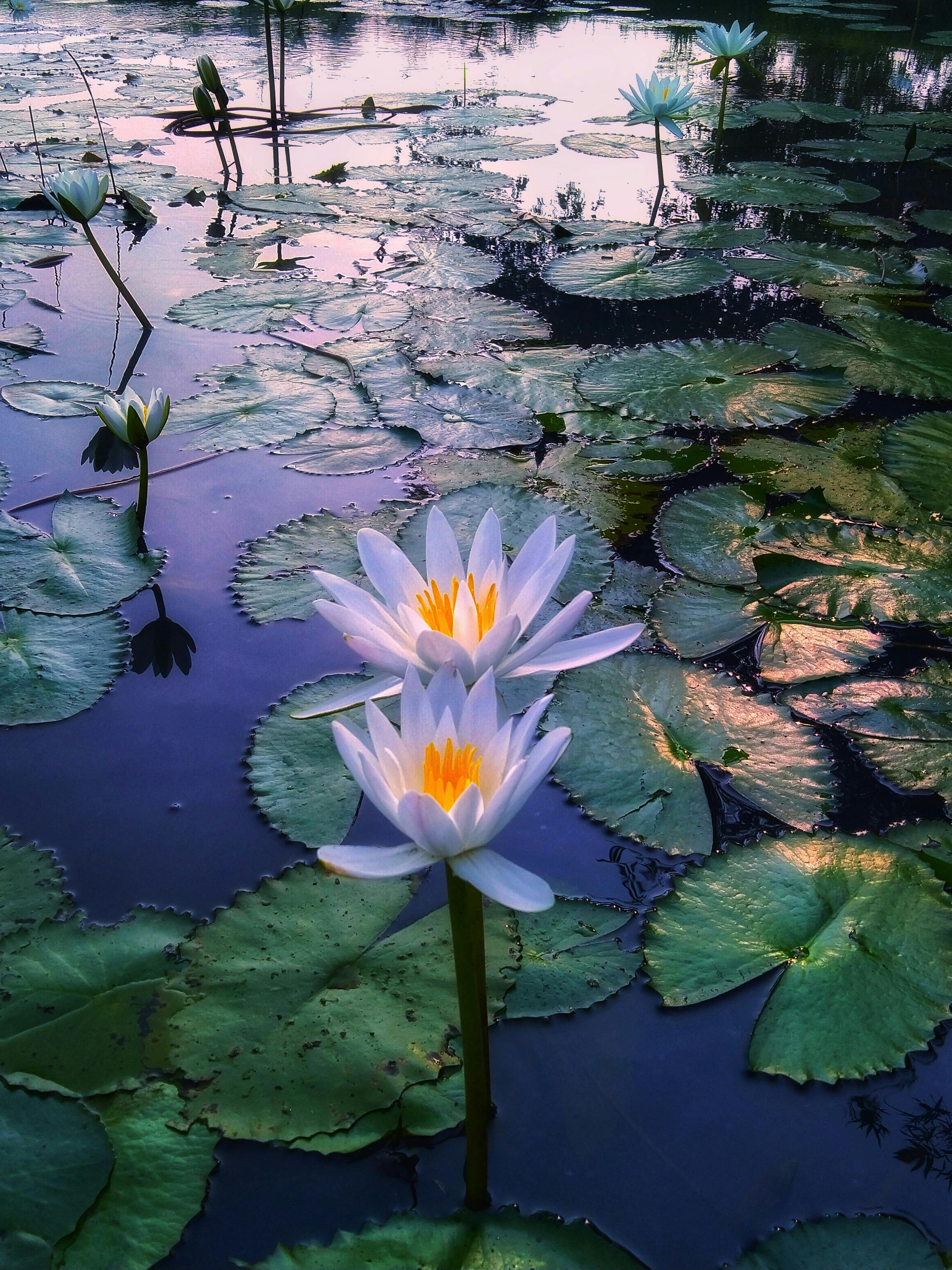 Beautiful close-up of white lotus blossoms in a tranquil pond setting, reflecting natural beauty and serenity.