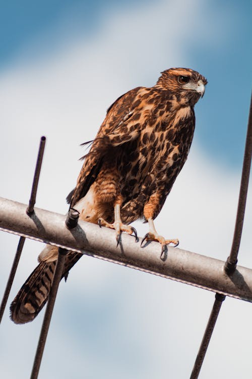 Close-Up Shot of a Hawk Perched on a Metal Rod