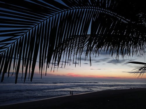 Silhouette of Palm Leaves during Sunset
