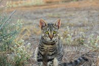 一只可爱的虎斑猫好奇地看着户外，长着一双引人注目的绿眼睛